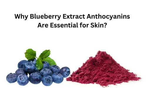 Why Blueberry Extract Anthocyanins Are Essential for Skin?